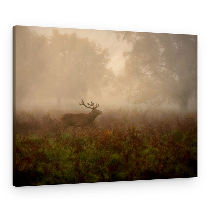 Misty Forest Stag – Canvas Print