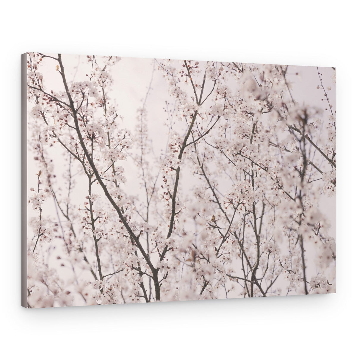 Spring blossoms – Canvas Print
