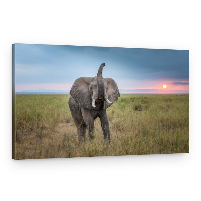 African Elephant Sunset – Canvas Print