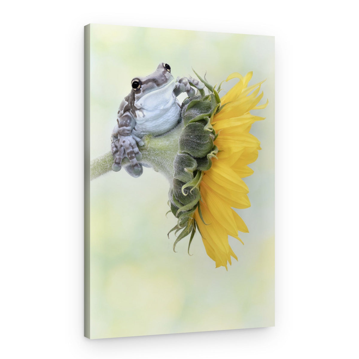 Curious Frog on Sunflower – Canvas Print
