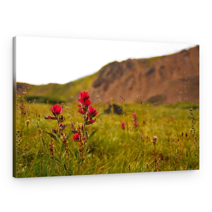 Red Blooms Alpine Field – Canvas Print