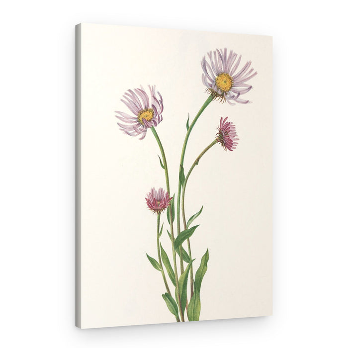 Alaska Fleabane From North American Wildflowers (1925) By Mary Vaux Walcott – Canvas Print