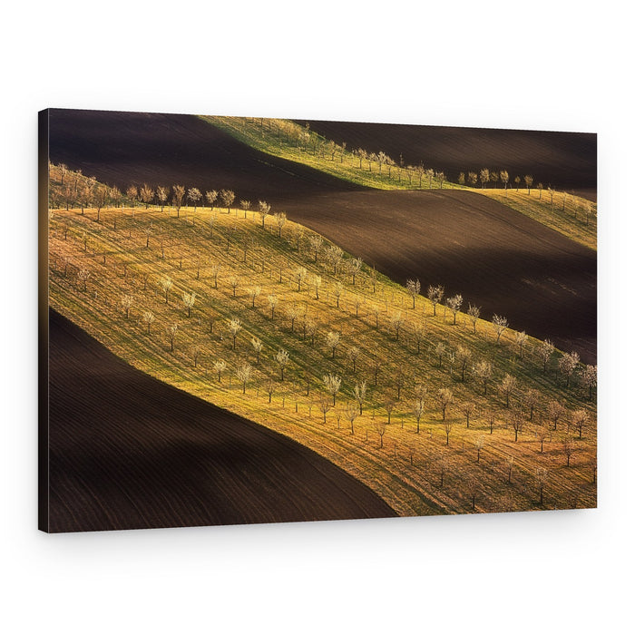 Sunlit Rolling Fields – Canvas Print