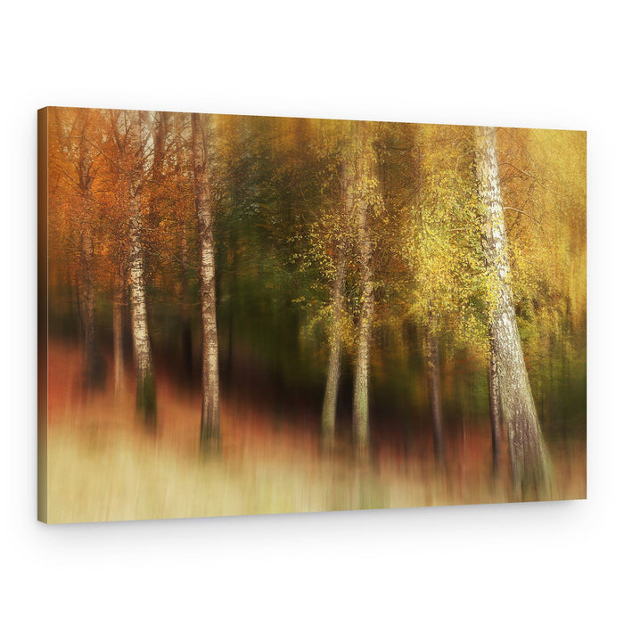 Golden Birch Forest – Canvas Print