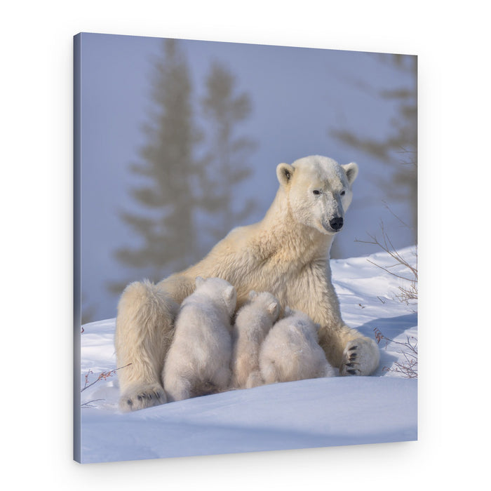 Winter Polar Bear Family – Canvas Print