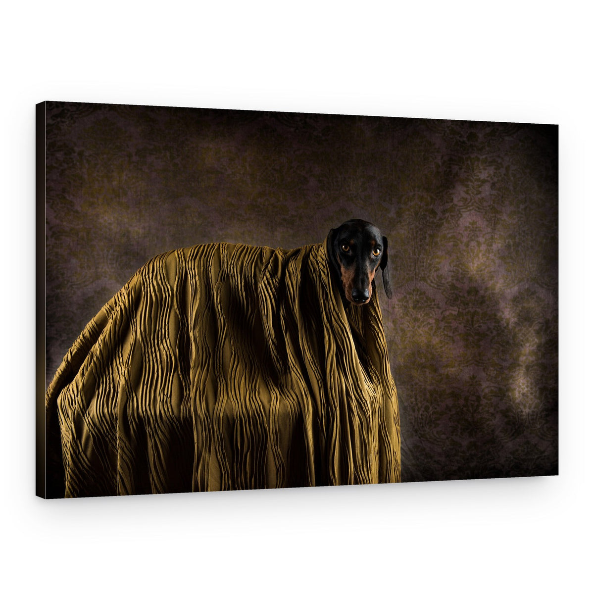 Cozy Dachshund Portrait – Canvas Print