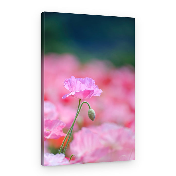 Soft Pink Poppies – Canvas Print