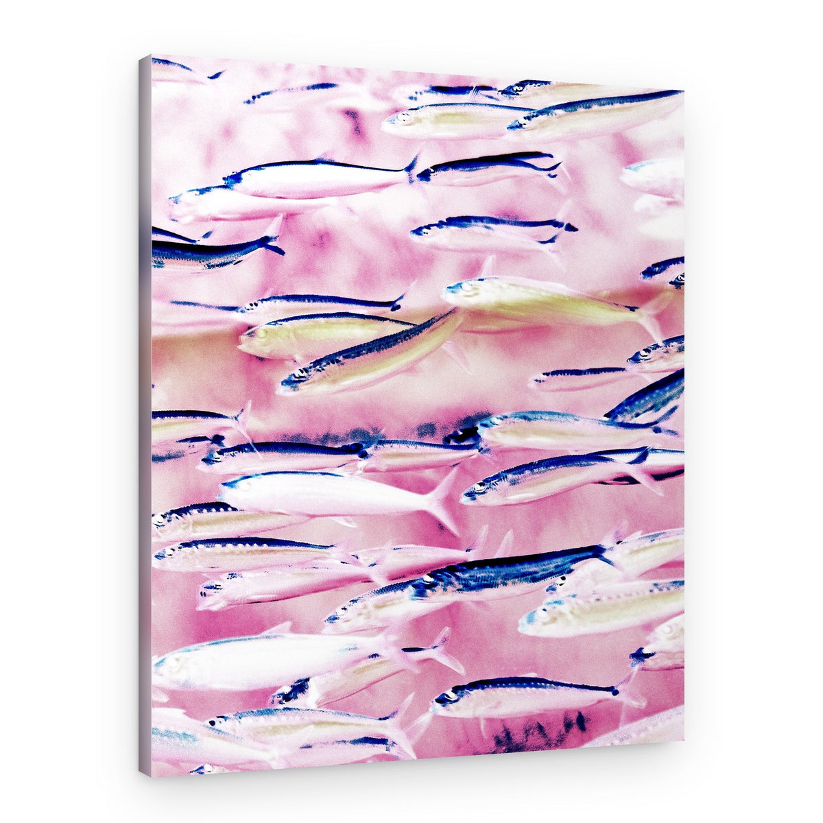 Pink And Blue School – Canvas Print