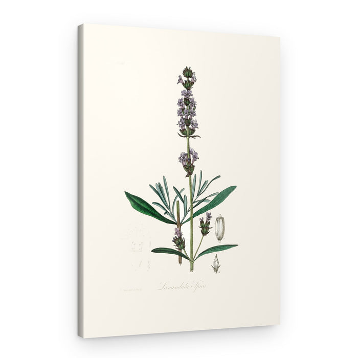 Lavender (lavandula Ipica) Medical Botany – Canvas Print