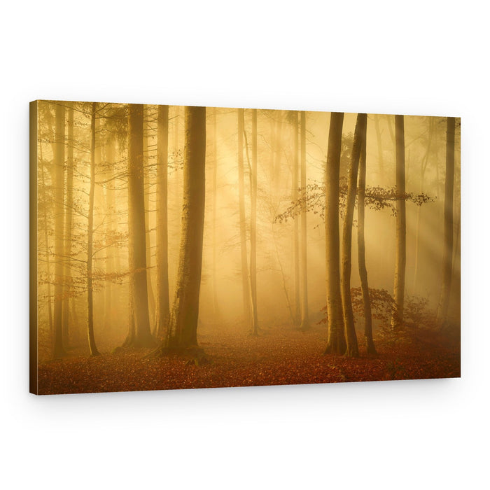 Golden Forest Mist – Canvas Print