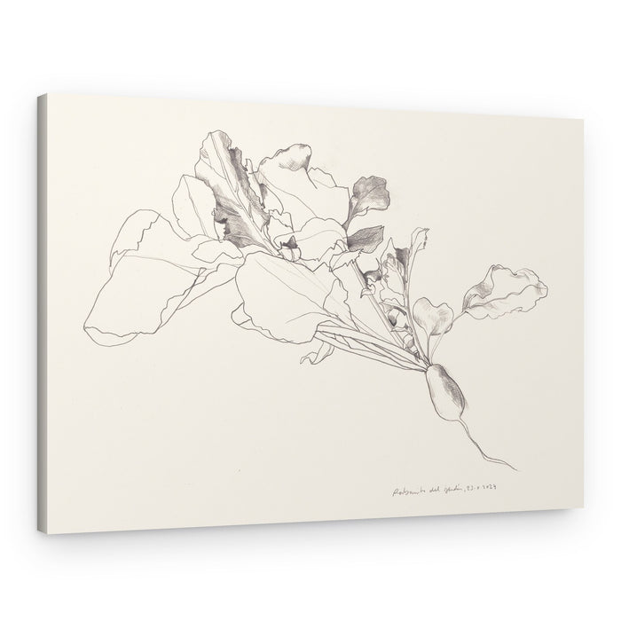 Radish Botanical Drawing – Canvas Print