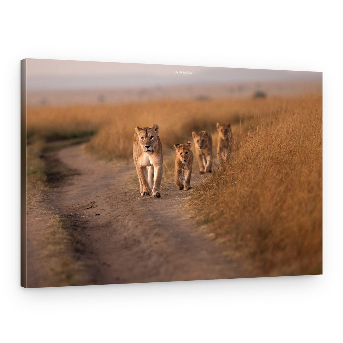 Savanna Lion Family – Canvas Print