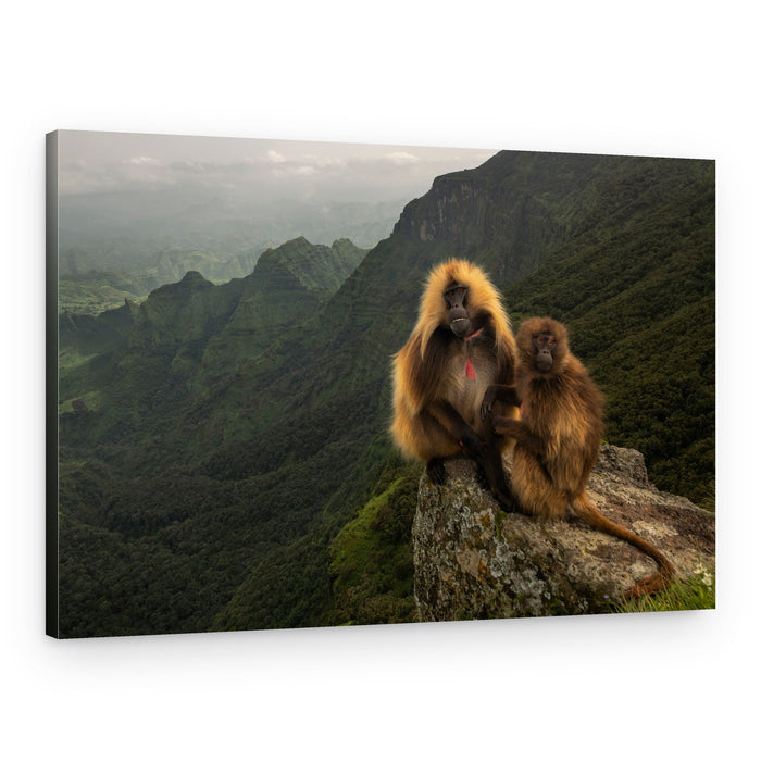 Gelada Baboons Perched – Canvas Print