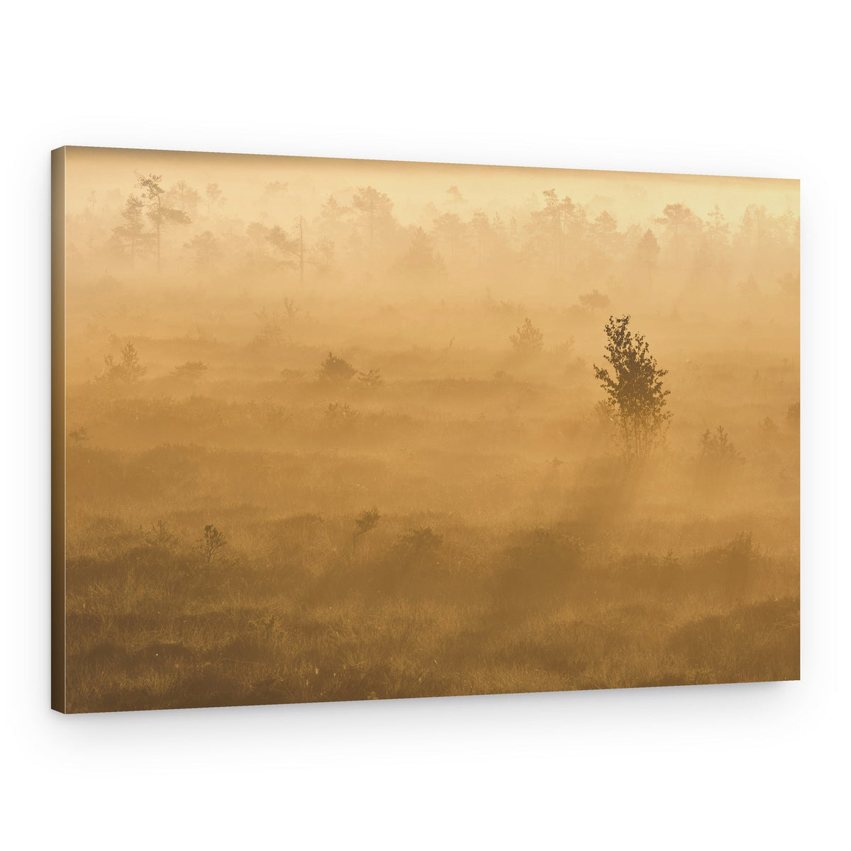 Golden Morning Mist – Canvas Print