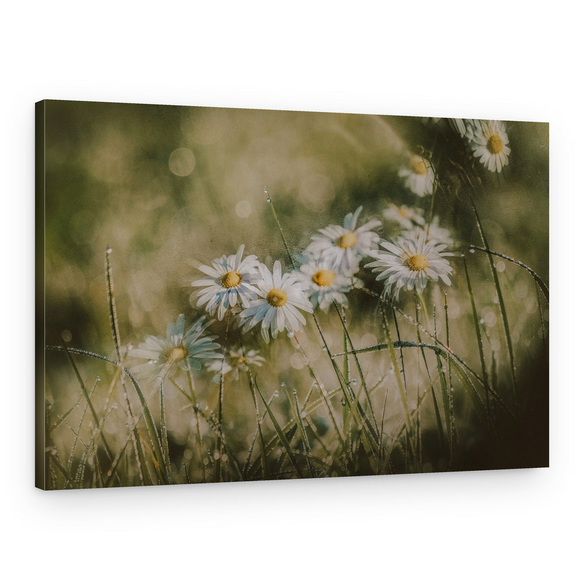 Dewy Morning Daisies – Canvas Print