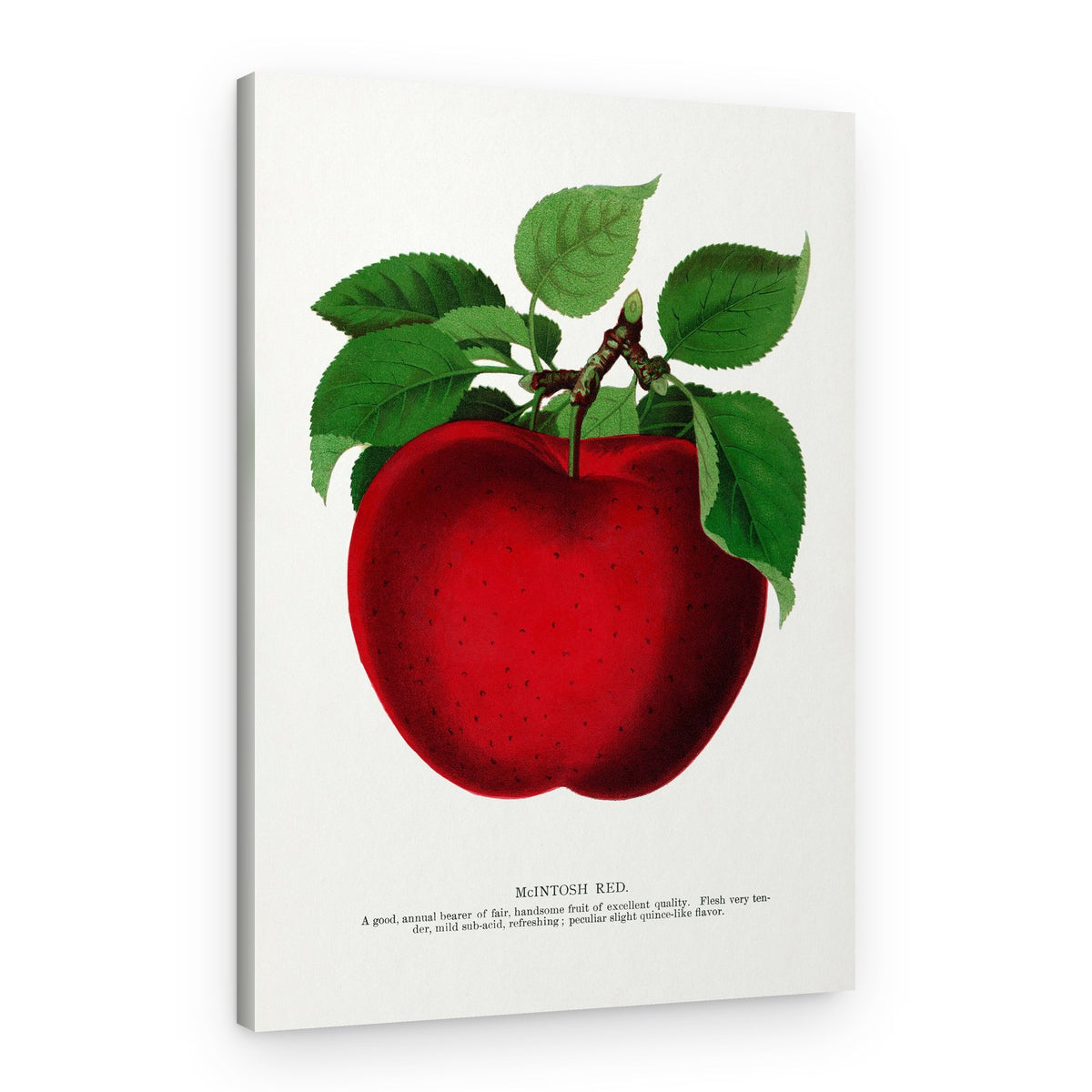 Mcintosh Red Apple Lithograph – Canvas Print
