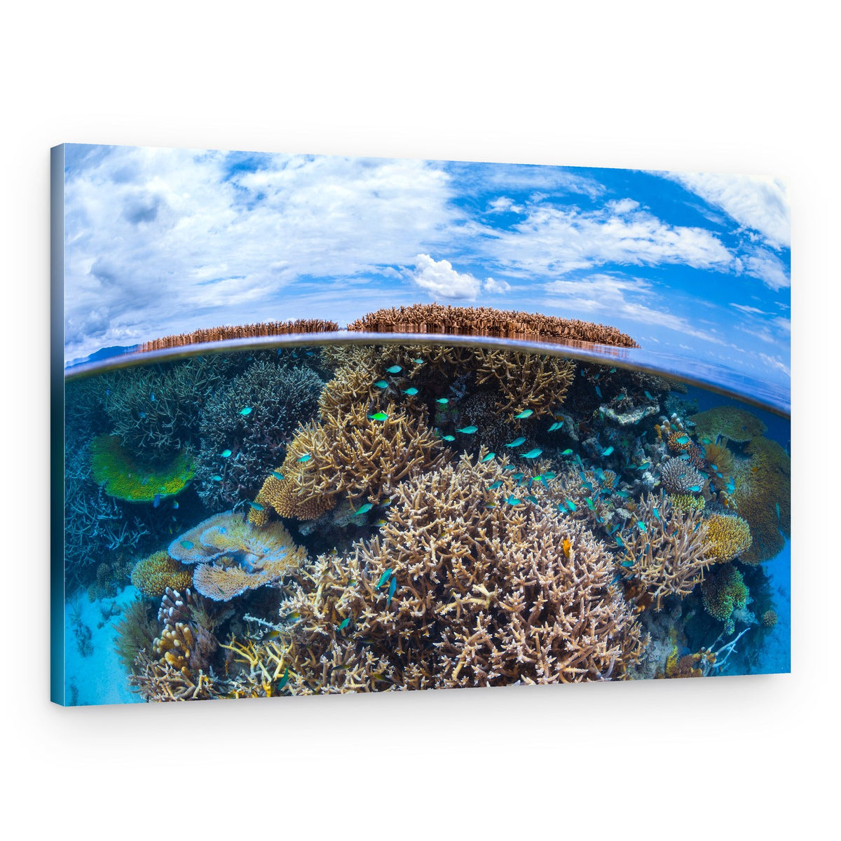 Tropical Reef Split View – Canvas Print
