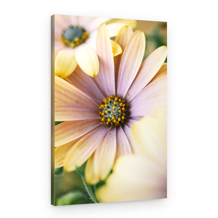 Pastel Daisy Bloom – Canvas Print