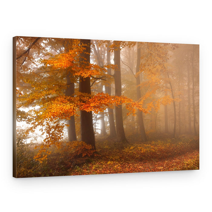 Misty Autumn Woods – Canvas Print