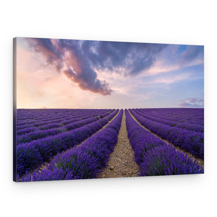 Lavender Field Sunset – Canvas Print