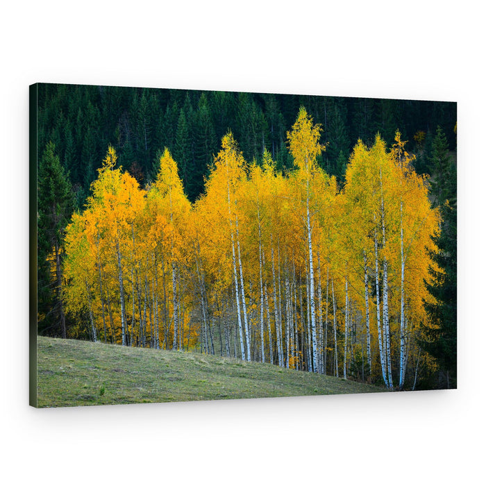 Vibrant Autumn Birches – Canvas Print