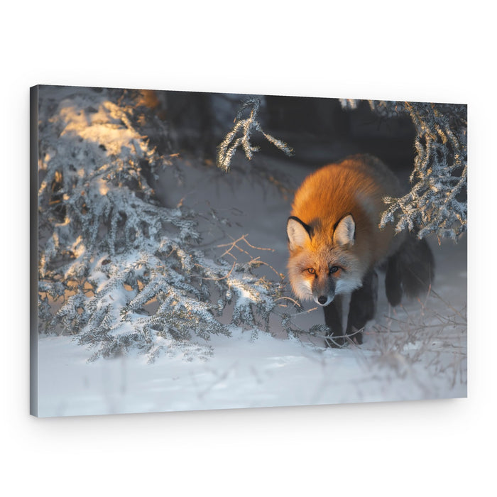Red Fox in Golden Winter – Canvas Print