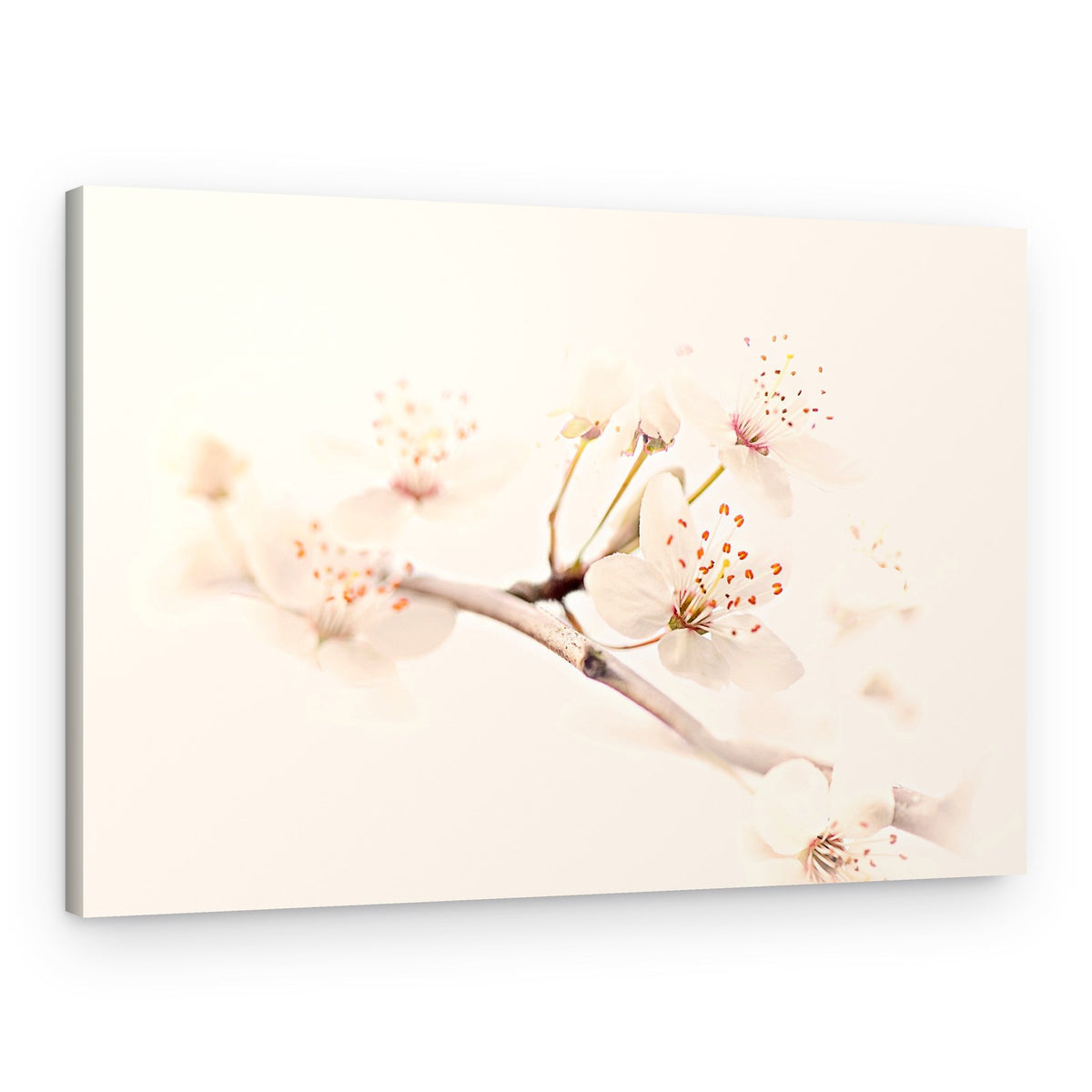 Delicate Spring Bloom – Canvas Print