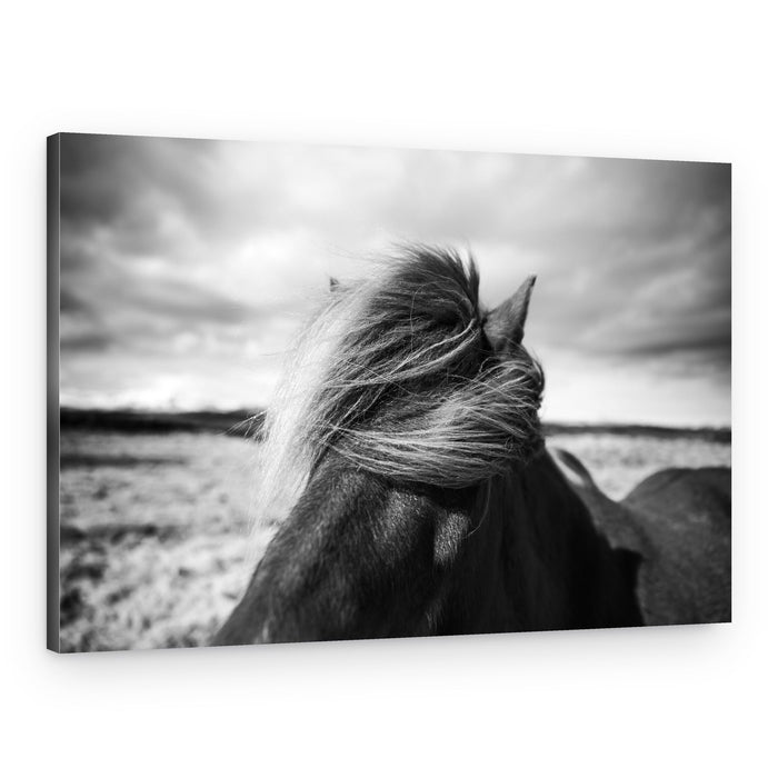 Windswept Horse Mane – Canvas Print