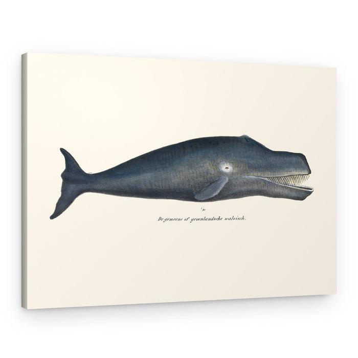 Whale I Antique Handcolored Sealife Lithograph 1824 – Canvas Print