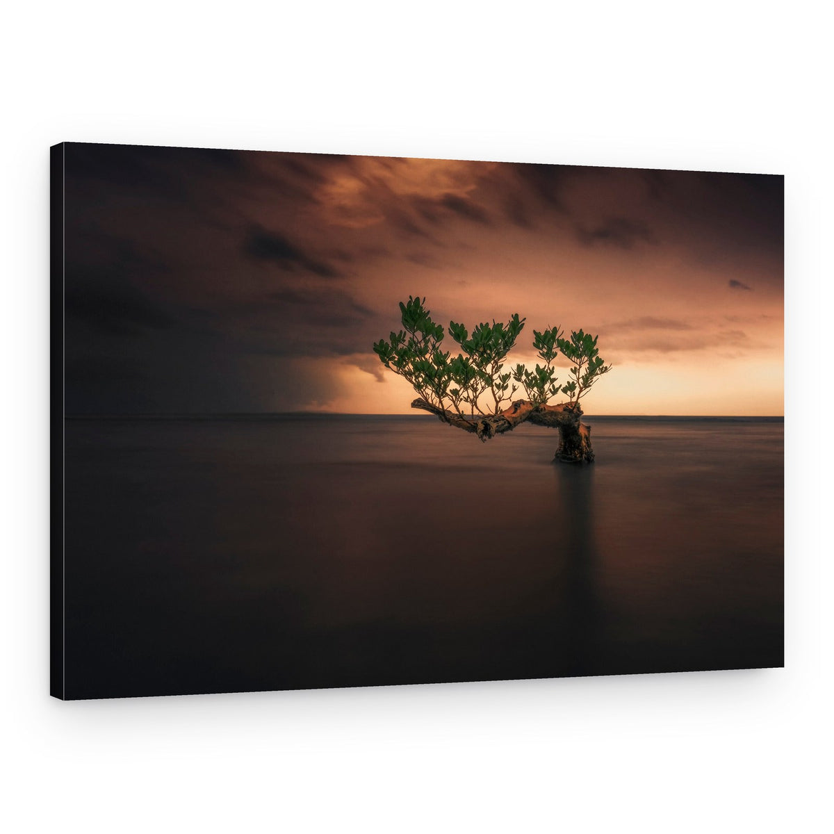 Single and Beauty – Canvas Print