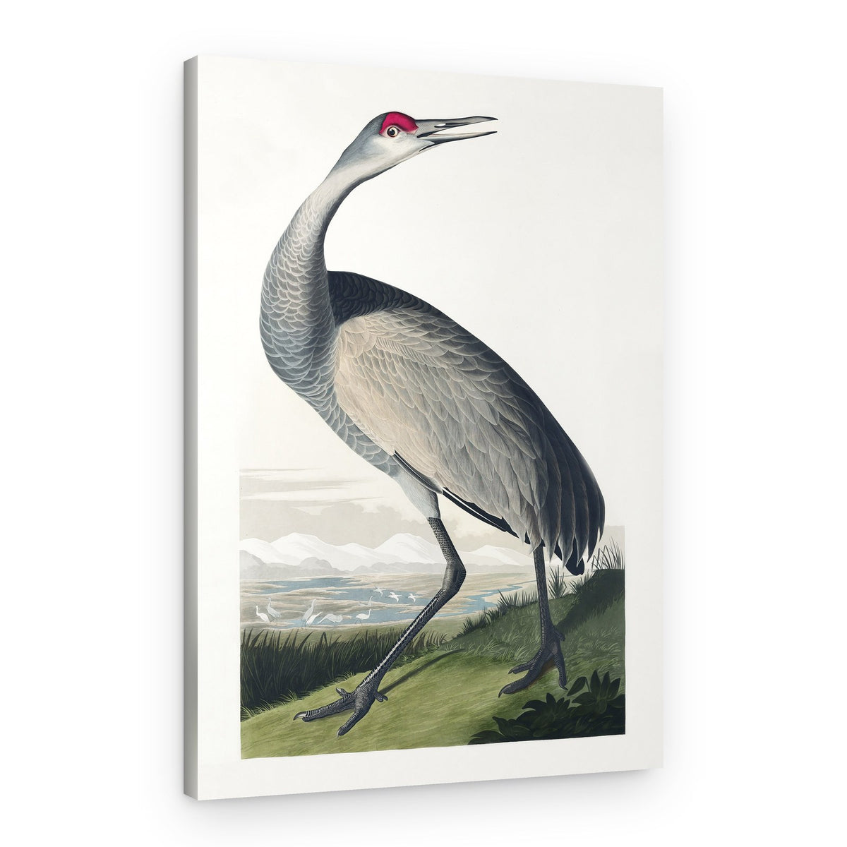 Hooping Crane From Birds of America (1827) – Canvas Print