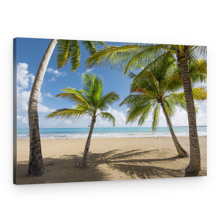 Palmy Beach II – Canvas Print