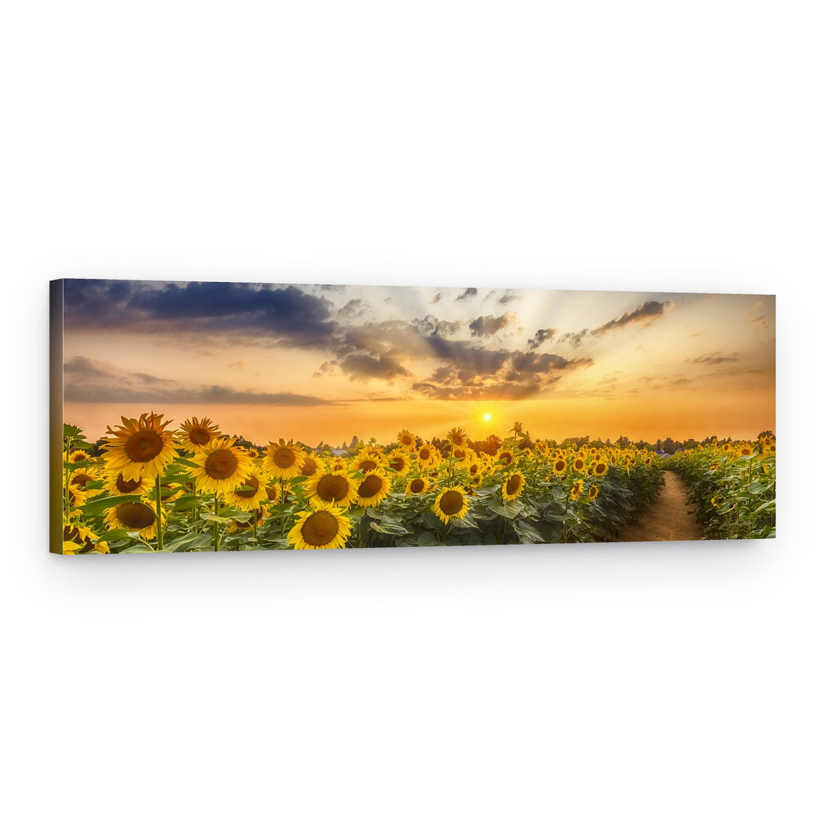 Golden Sunflower Sunset – Canvas Print