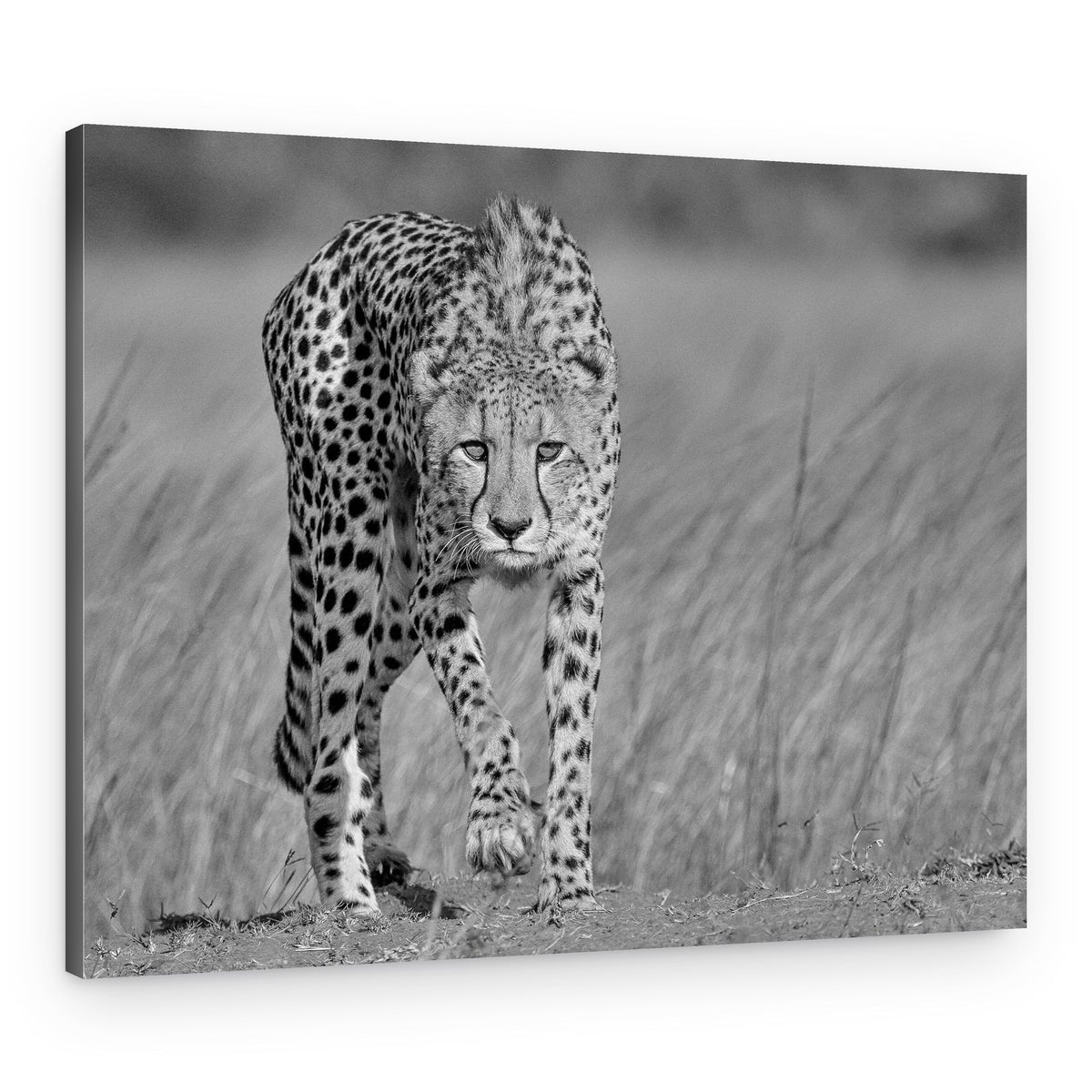 Powerful Cheetah Walk – Canvas Print
