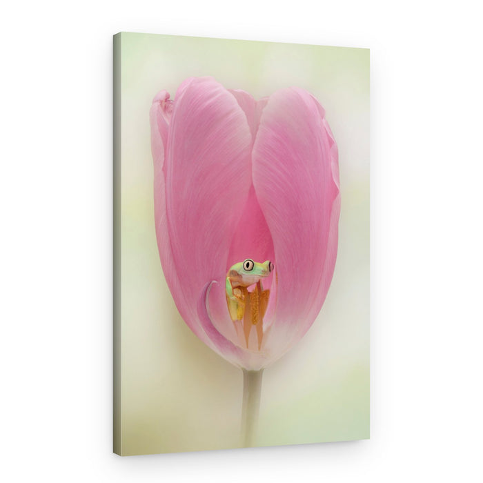 Green Frog Pink Tulip – Canvas Print
