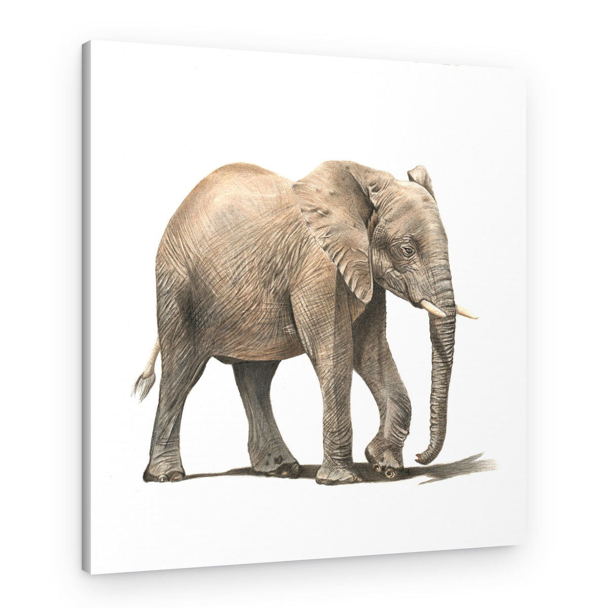 African Elephant Walk – Canvas Print
