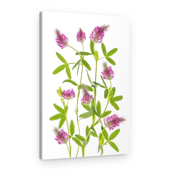 Trifolium – Canvas Print