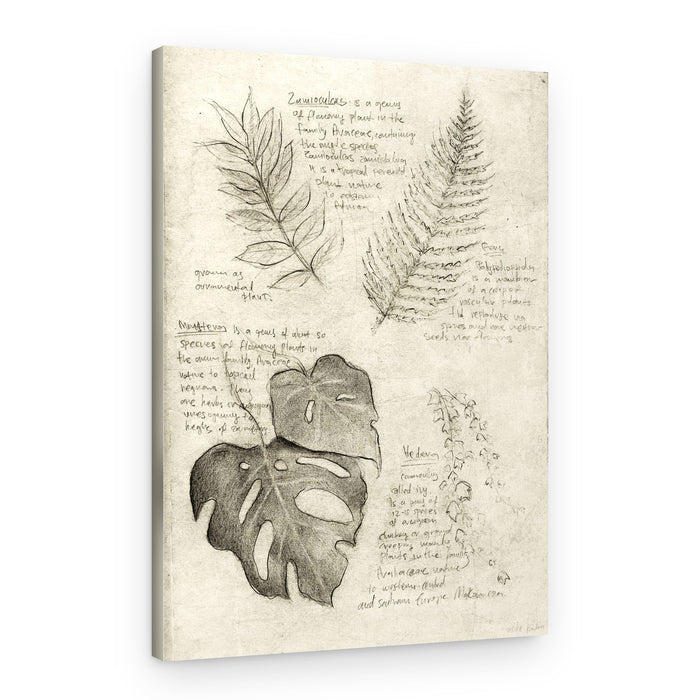 Pencil Sketches Of Various Plant Leaves – Canvas Print