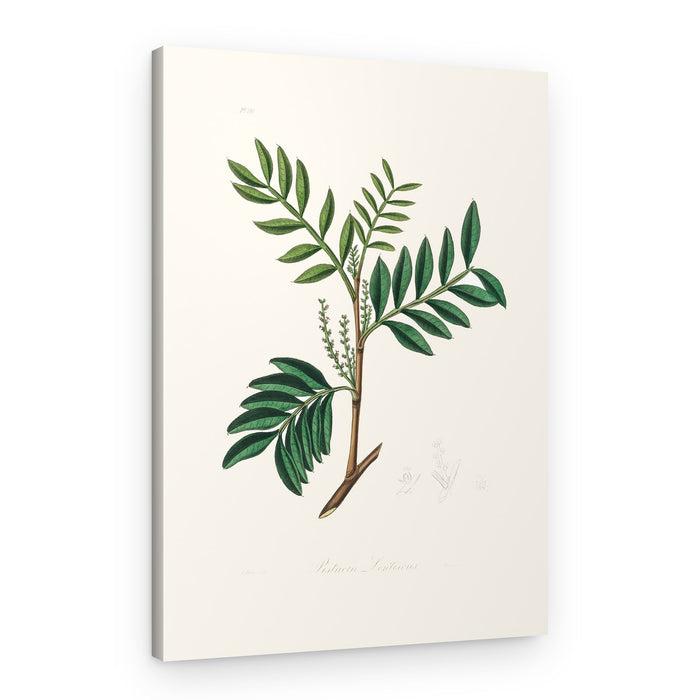 Lentisk (pistacia Lenitiscus) Medical Botany – Canvas Print