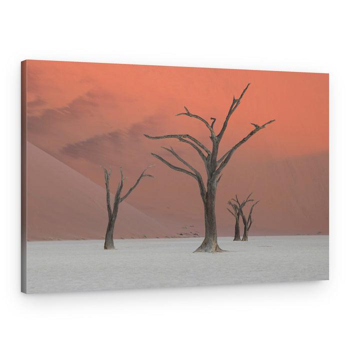 Ancient Desert Trees – Canvas Print