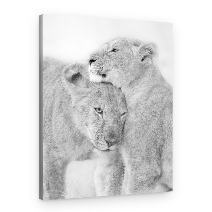 Affectionate Lion Cubs – Canvas Print