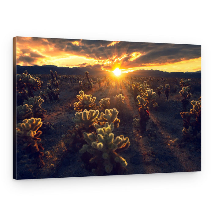 Golden Cholla Sunset – Canvas Print