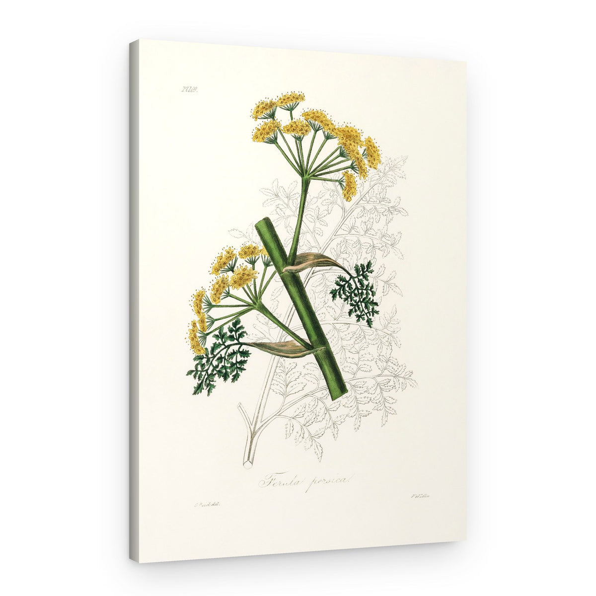 Ferula Persica Medical Botany – Canvas Print