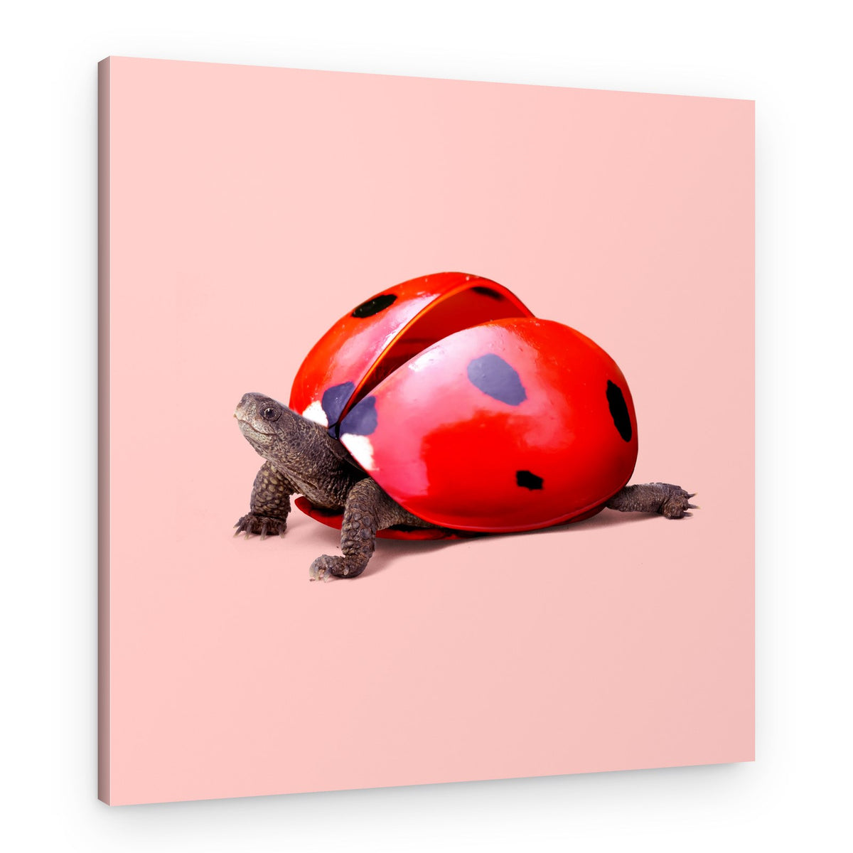 Turtle With Ladybug Shell – Canvas Print