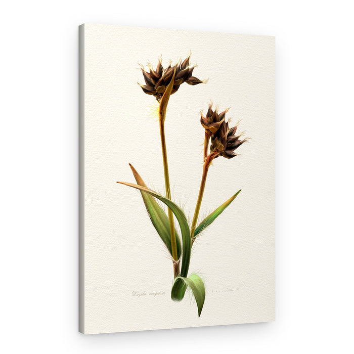 Detailed Botanical Study – Canvas Print