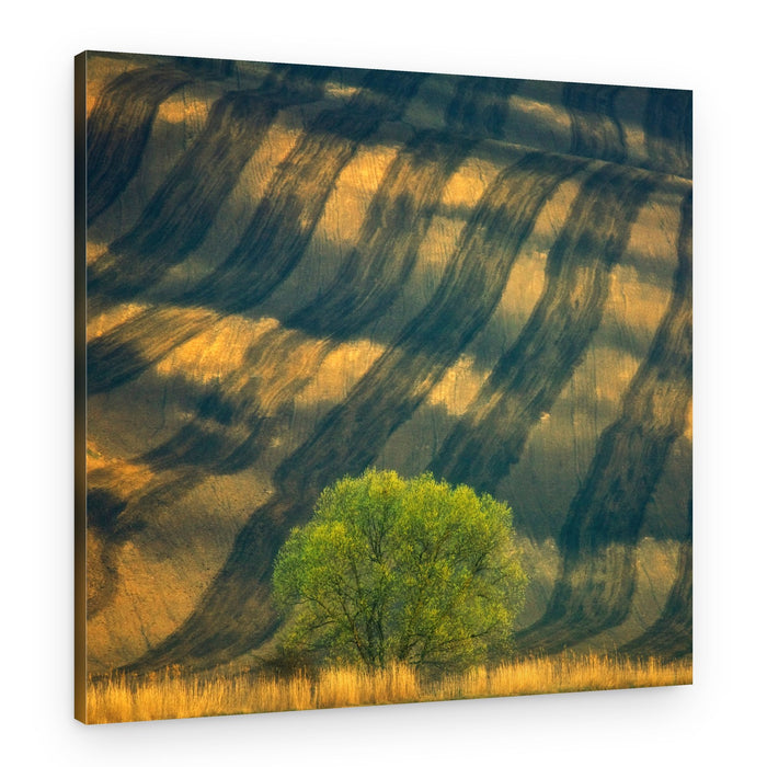 Green Tree Golden Fields – Canvas Print