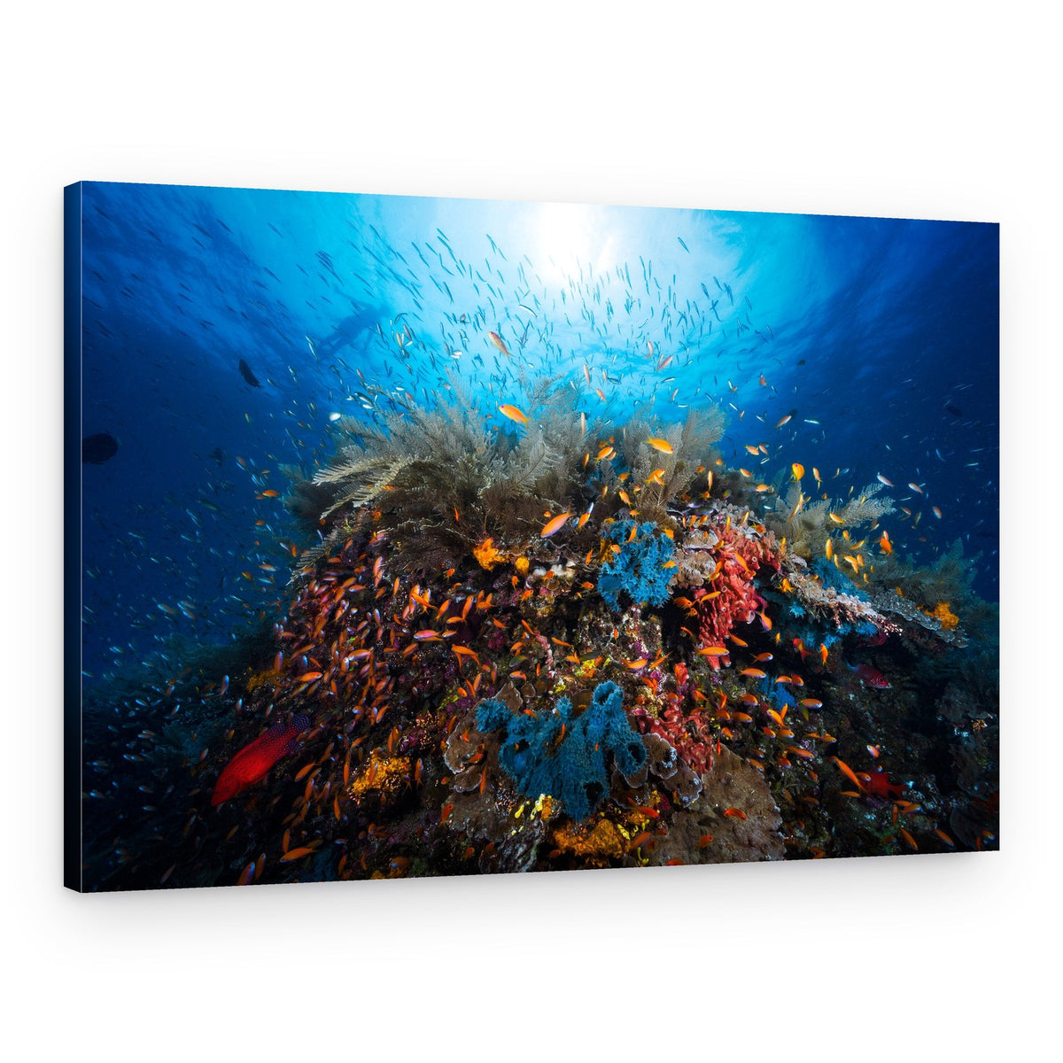Vibrant Coral Reef – Canvas Print