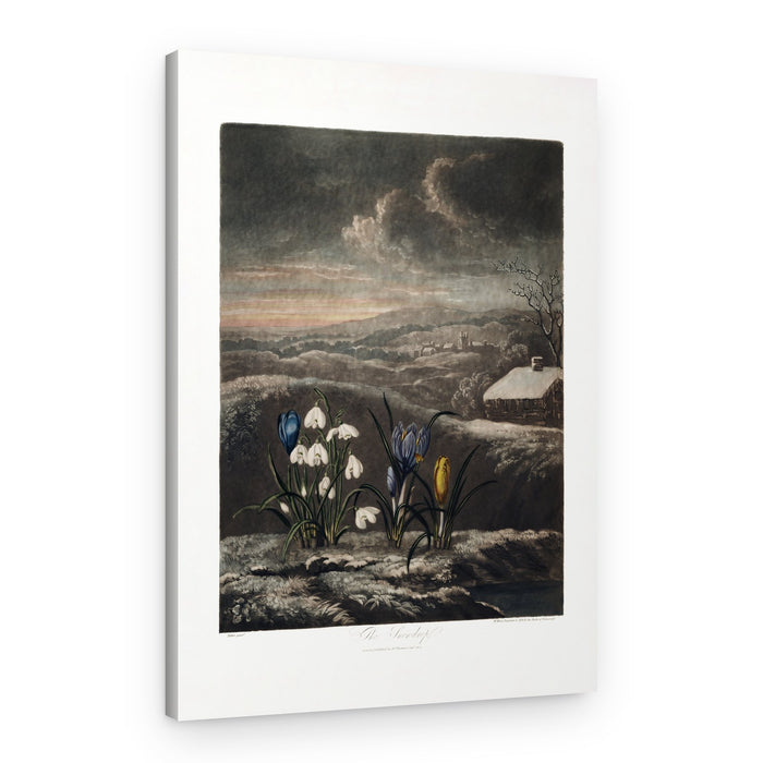 The Snowdrops from The Temple of Flora (1807) – Canvas Print