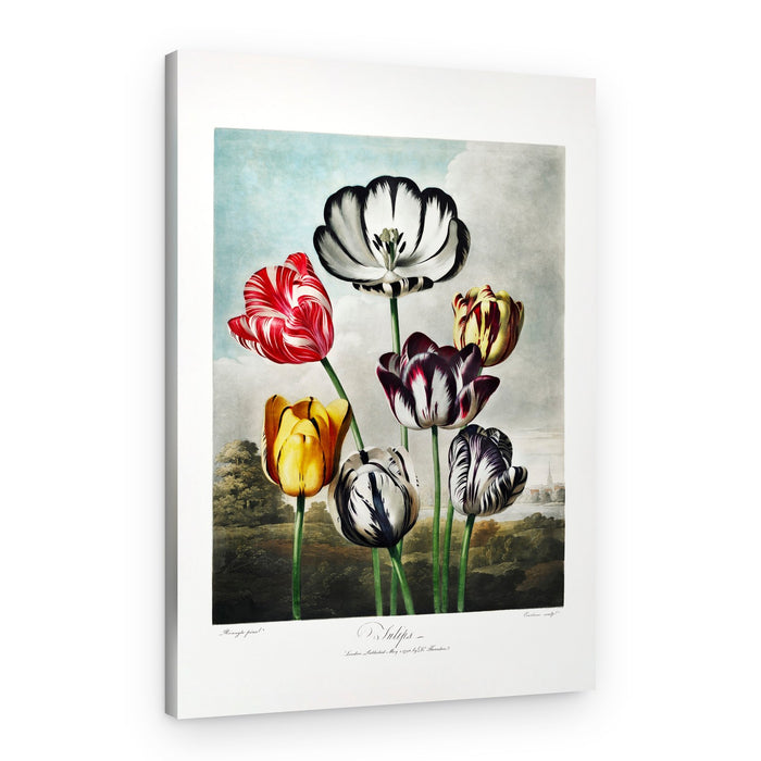 Tulips from The Temple of Flora (1807) – Canvas Print