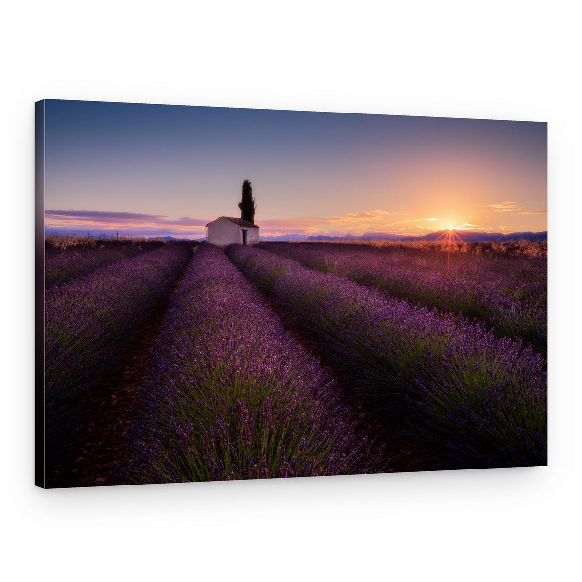 Lavender Rows Sunset – Canvas Print